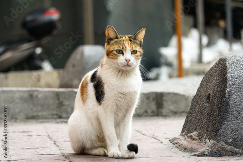 Fototapeta Naklejka Na Ścianę i Meble -  Street cat in Istanbul. Resting and relaxed cats on the streets of Istanbul