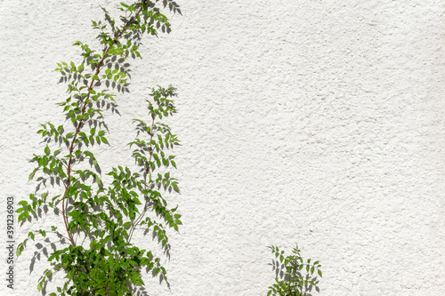 Green branch with leaves on the background of a white light wall in sunlight