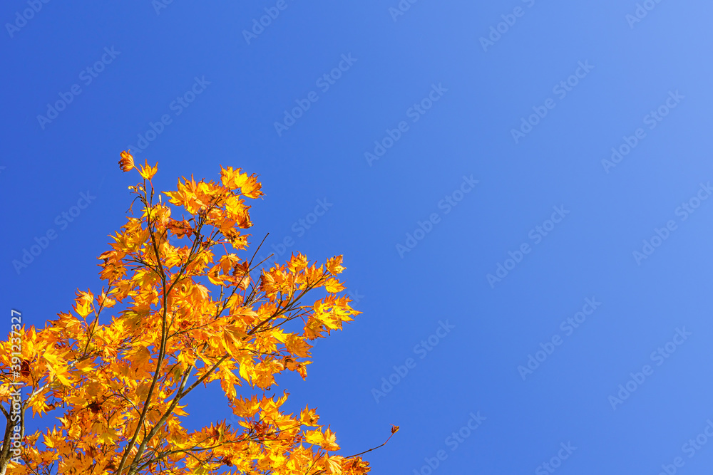 【秋イメージ】鮮やかな紅葉 【秋イメージ】鮮やかな紅葉