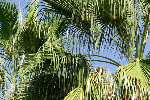 Large palm green leaves against the blue clear sky. Tropical plants and trees