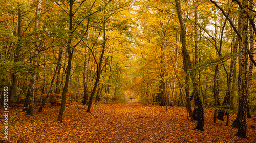 Amazing park of luminous autumnal colors. 