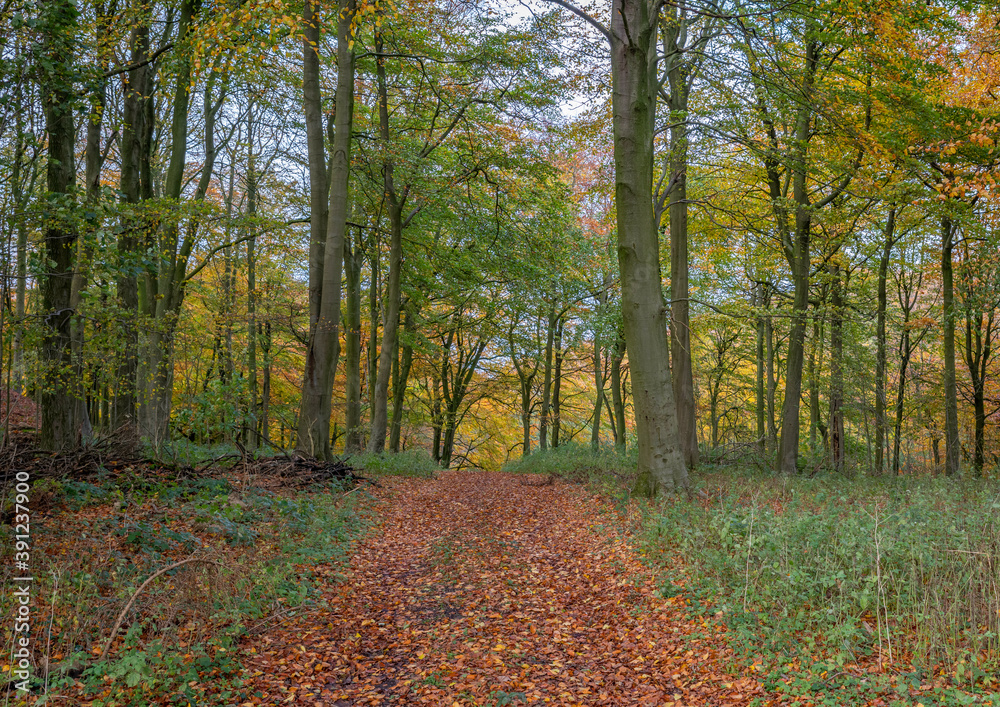Obraz premium Woodland track in the fall