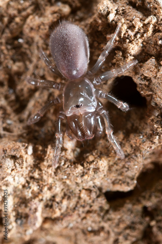 Purse web spider  Atypus affinis   Liguria  Italy.