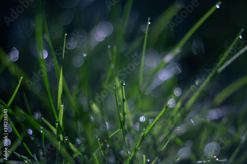 dew waterdrops on green grass close up with glitter in the sunlight