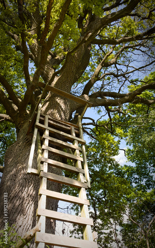 ladder on a tree - hunting seat - Sachsenwald photo