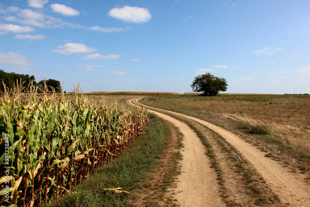Fototapeta premium Sur le terrain de Saint Junien l'Ars