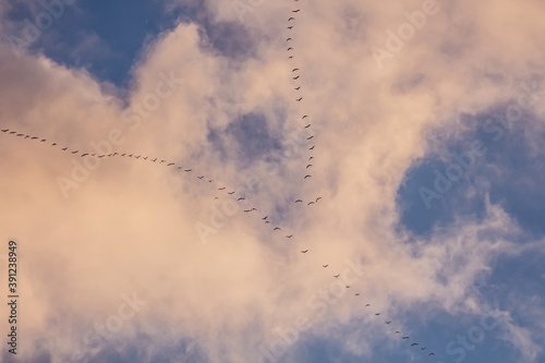 Migratory birds formation in the blue sky