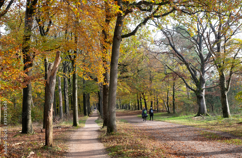 people walk in autumn forest near Zeist in holland