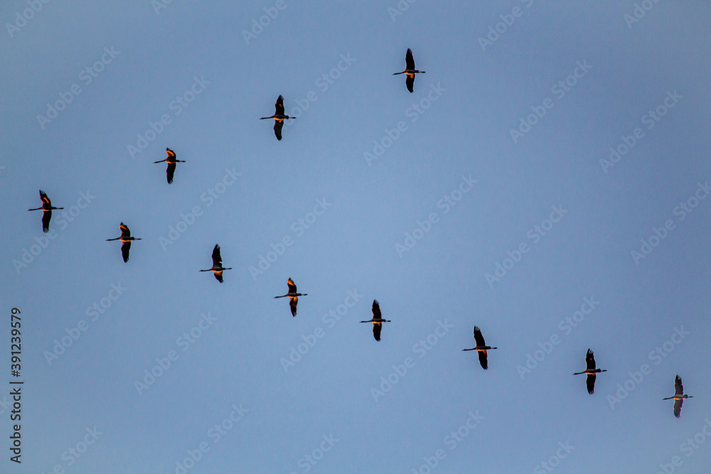 Migratory birds formation in the blue sky