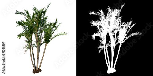 Front view tree ( Adolescent Butterfly Palm Areca tree 1 ) white background alpha png 3D Rendering 3D Ilustracion	 photo