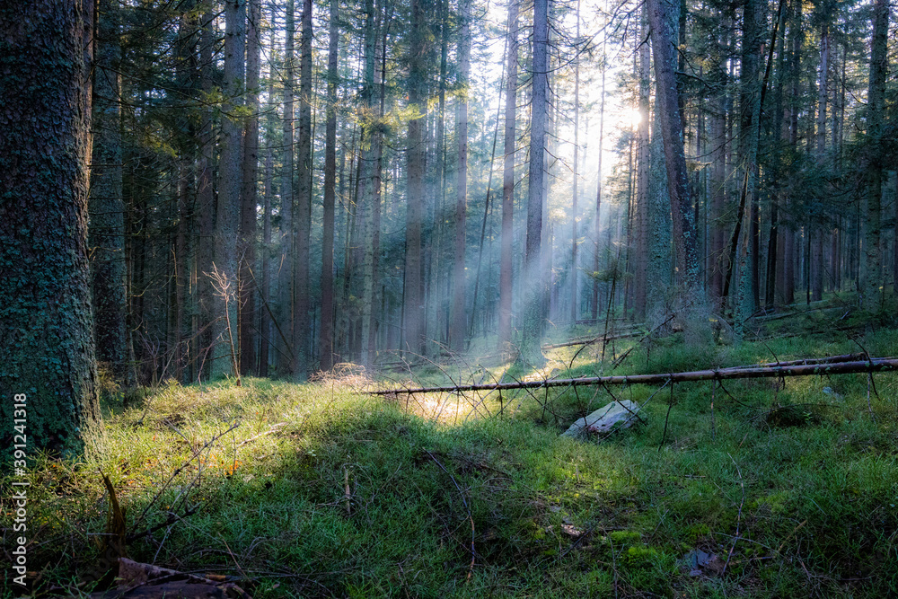 Obraz premium Autumn in the mountains - meadows and forests in colorful colors