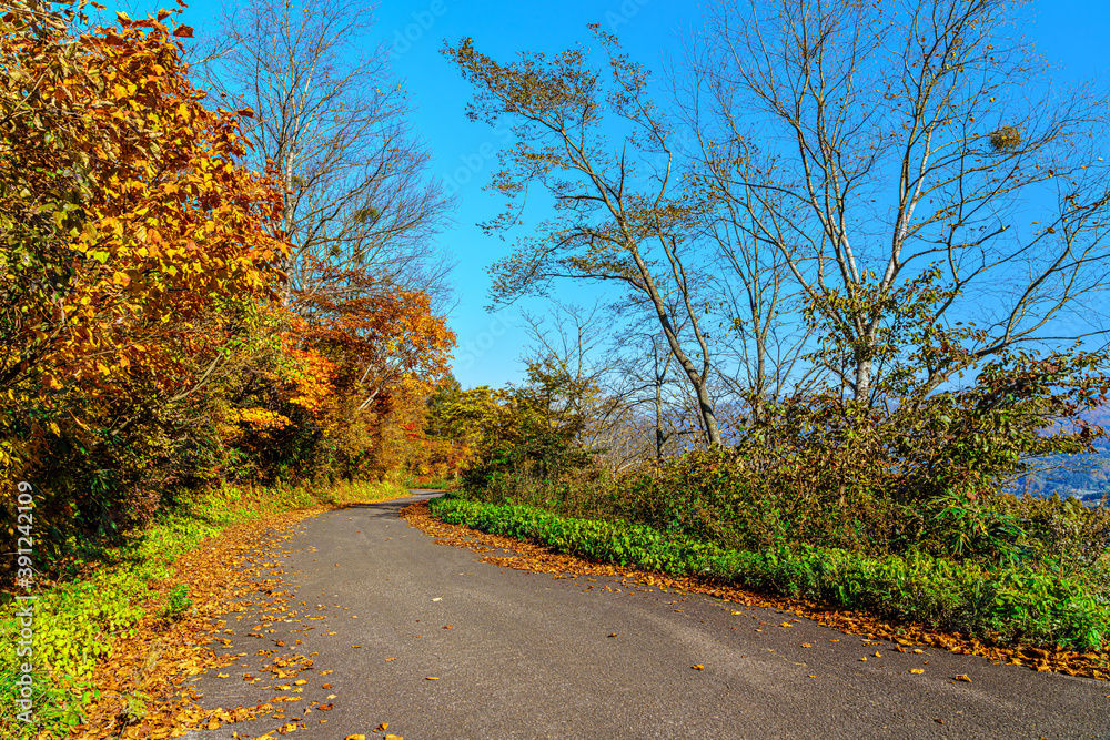 Obraz premium 【秋イメージ】鮮やかな紅葉