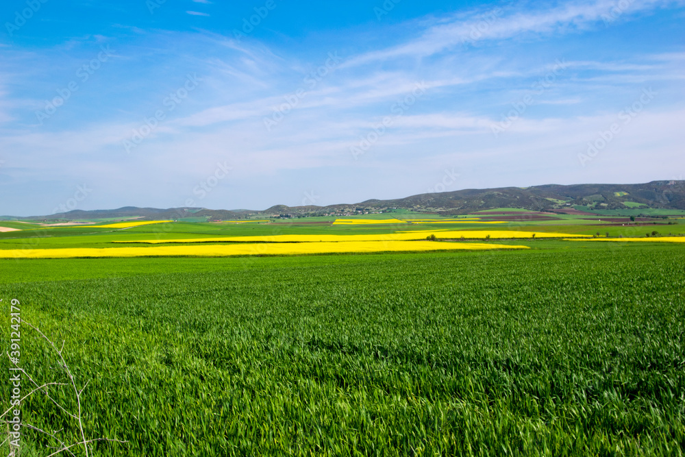 Fototapeta premium oilseed rape, yellow fields cultivated with this energy plant.