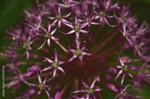 flower in the garden