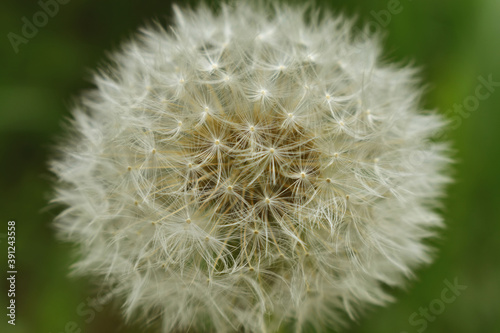 dandelion on green