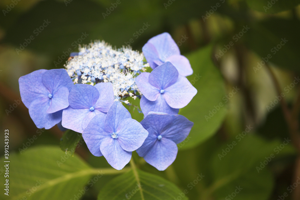 紫陽花 紫陽花