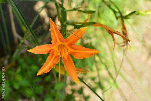 オレンジ色の野のユリの花