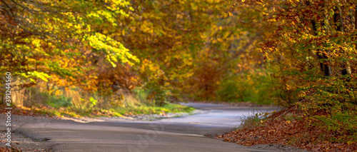 Asphalt road leading through a beautiful autumn forest