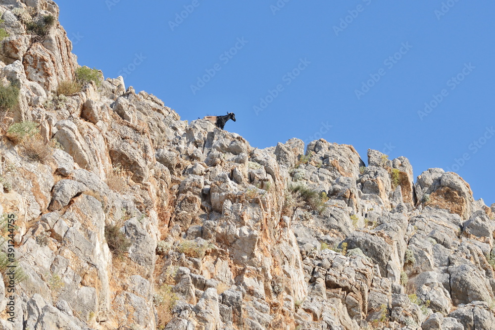 Goat on top of a stone rock on an island in the Mediterranean
Goat on top of a stone rock on an island in the Mediterranean