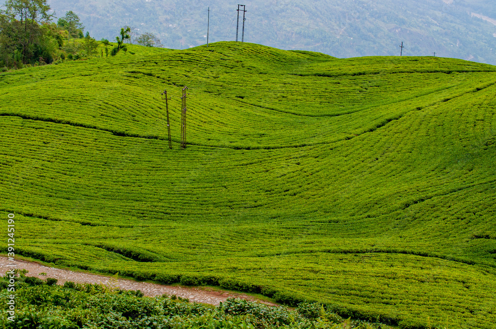 Tea Garden in sikkim India