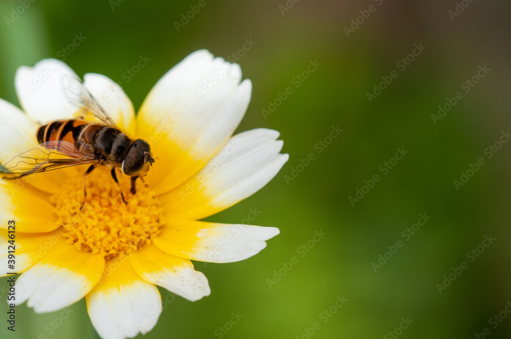 Photo of a golden honeybee on a flower Photo of a golden honeybee on a flower