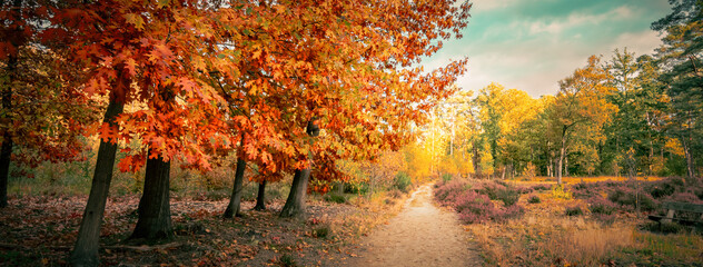 Autumn forest landscape with northern red oak trees (Quercus Rubra). Panoramic view.