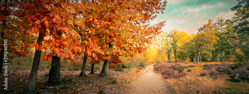 Autumn forest landscape with northern red oak trees (Quercus Rubra). Panoramic view.