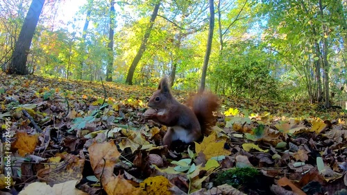 Redhead squirrel in the city park in the autumn season
