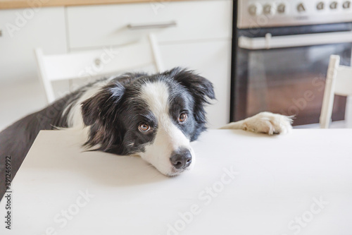 Hungry border collie dog sitting on table in modern kitchen looking with puppy eyes funny face waiting meal. Funny dog looking sad gazing and waiting breakfast at home indoors, pet care animal life © Юлия Завалишина