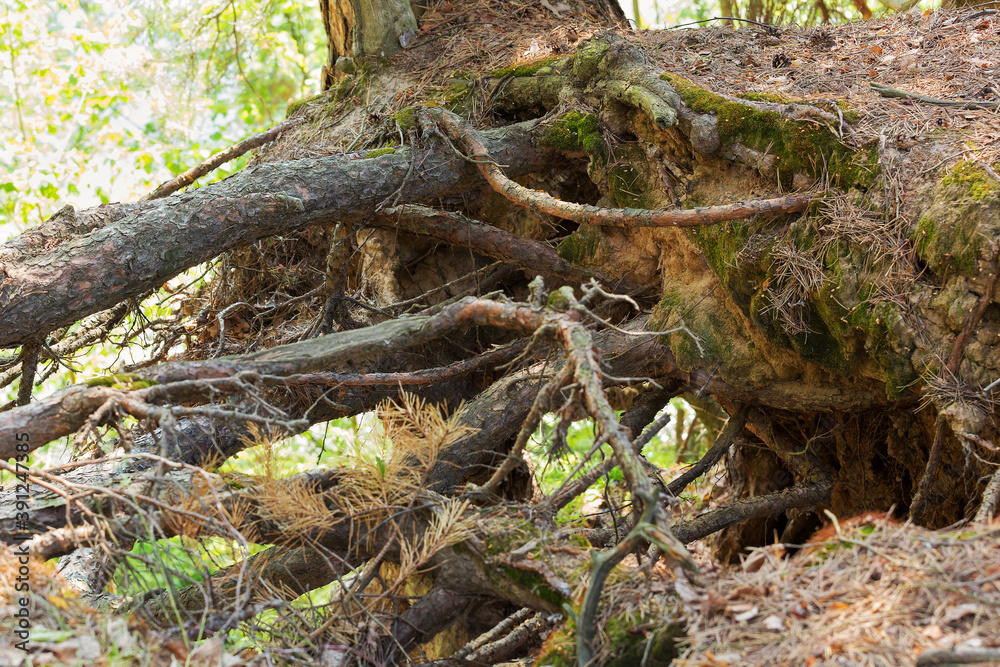 Obraz premium amazing and mysterious aerial roots of a tree on a steep slope