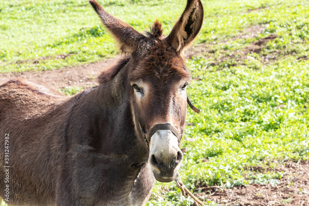 A Mule standing with nature background