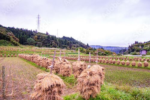 秋の景色 棚田で稲を天日干しする風景 photo