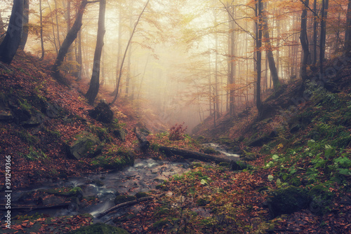 Amazing autumn landscape with misty dark forest and mountain creek, nature ba...