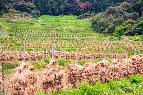 秋の景色 棚田で稲を天日干しする風景 photo