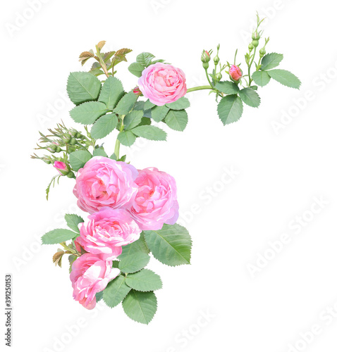 Angle border with branch of rose with pink flowers