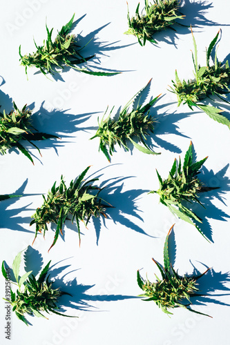 Pattern of fresh green weed marijuana cannabis buds or flowers on white background. Vertical image.