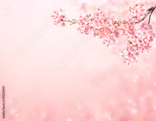 Beautiful magic spring scene with sakura flowers