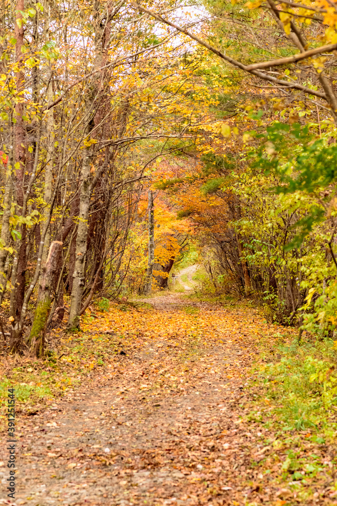 Obraz premium 秋 泉ヶ岳山麓