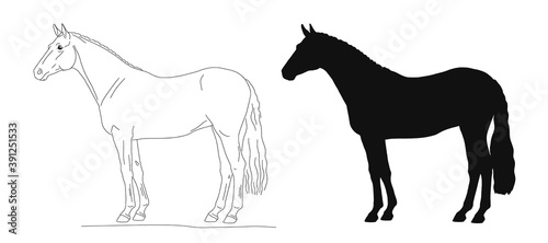 Vector illustration of a horse isolated of on the white background
