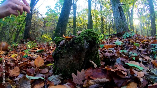 Redhead squirrel in the city park in the autumn season