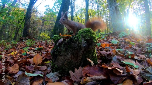 Redhead squirrel in the city park in the autumn season