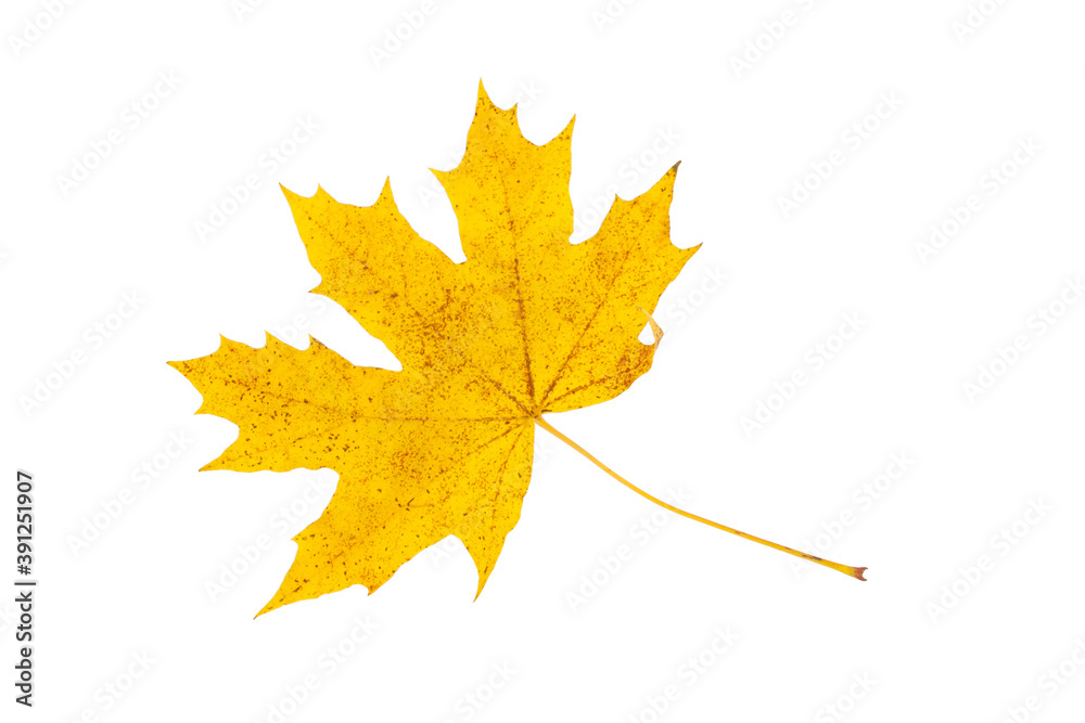 Yellow autumn leaf isolated on the white Yellow autumn leaf isolated on the white
