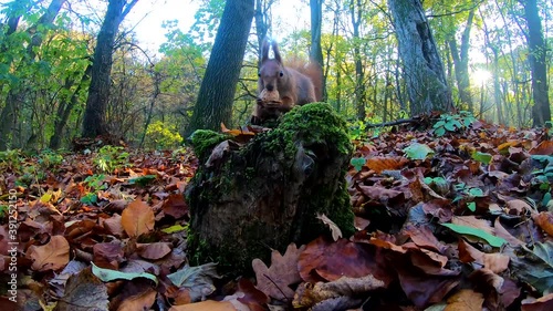 Redhead squirrel in the city park in the autumn season