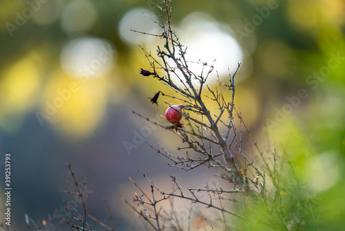 Granatapfel im Winter