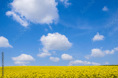 oilseed rape  yellow fields cultivated with this energy plant.