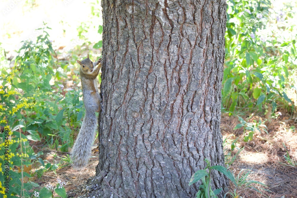 Fototapeta premium Squirrel is climbing on the tree