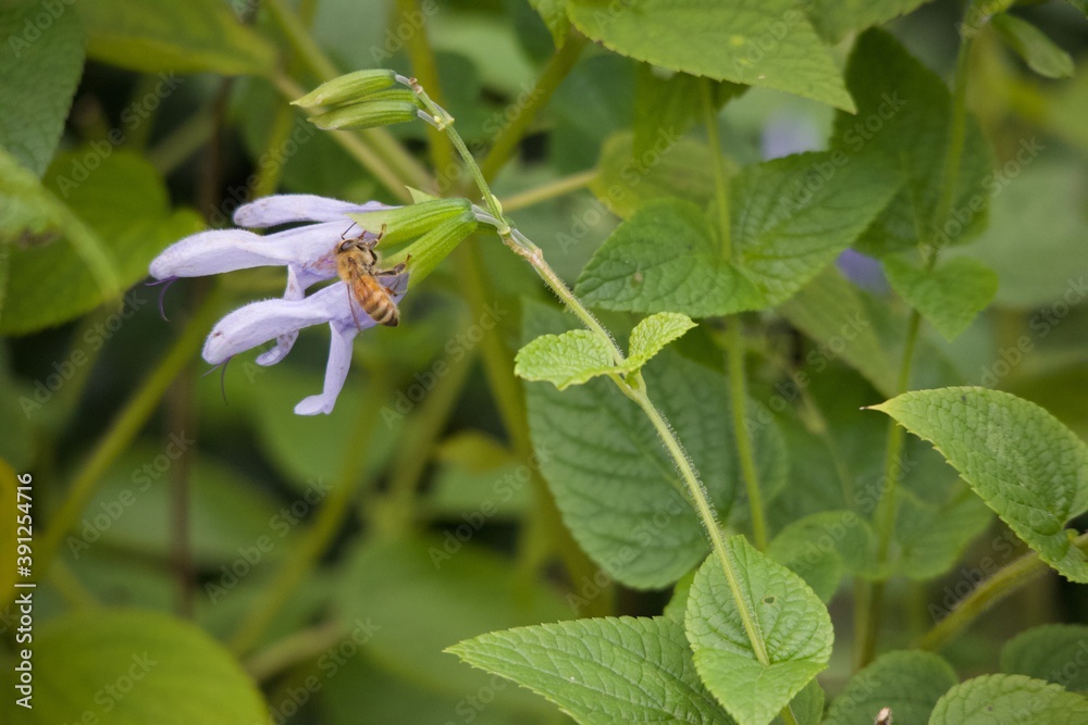 Bee and flower in the Garden Bee and flower in the Garden
