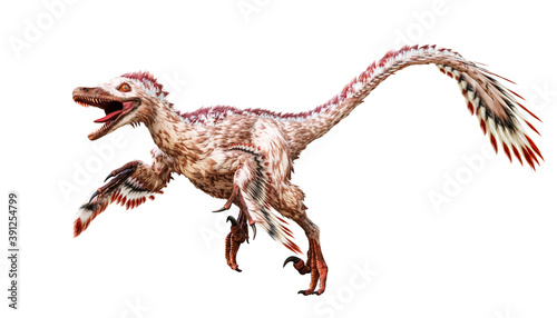 Running Velociraptor mongoliensis isolated on white background. Theropod dinosaur with feathers from Cretaceous period scientific 3D rendering illustration