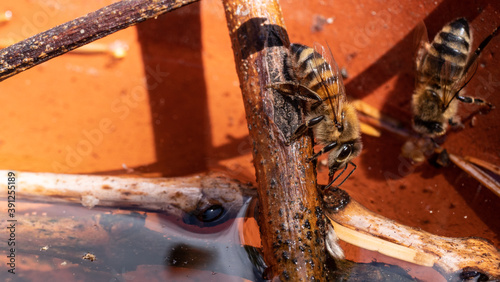 Honey bees going for a drink in a set up water bowl with sticks to prevent drowning.