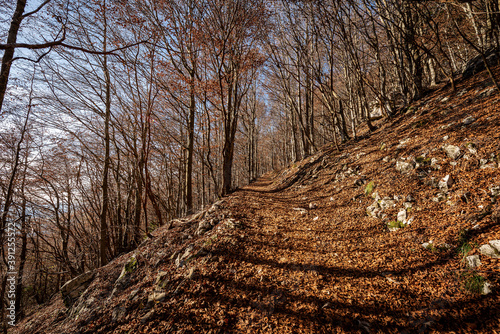 Trekking footpath in autumn with beech trees and dry leaves in Italian Alps, mountain of Corno d'Aquilio in Lessinia Plateau, Regional Natural Park, Verona, Veneto, Italy, Europe.